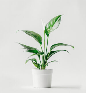 product-06 product 06
